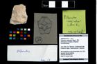 Foto (Objekt + Etikett) von Pithonoton marginatum (Meyer, 1842)  (NHMW-GEO-1990-0041-4761)
